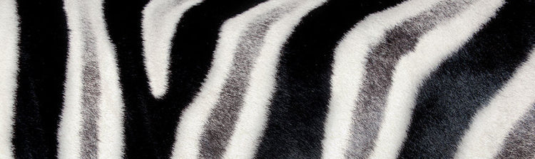 Animal Print by Wall Art Prints