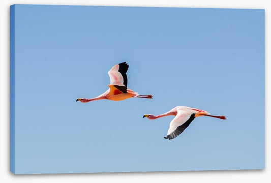 Flamingo flight