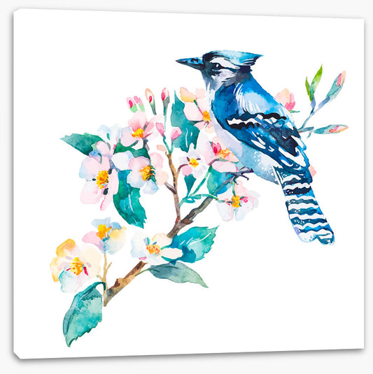 Blue jay blossom