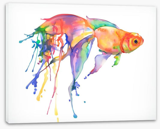 Rainbow goldfish