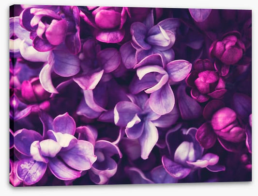 For the love of Lilac