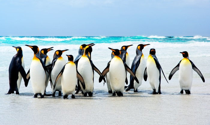 Kings of the beach