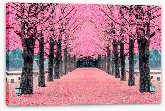 Pink blossom tunnel, Nami Island