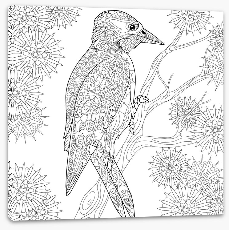 Colour me woodpecker