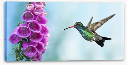 Foxglove and hummingbird