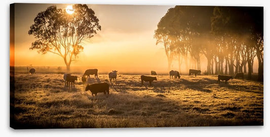 Sunrise grazing