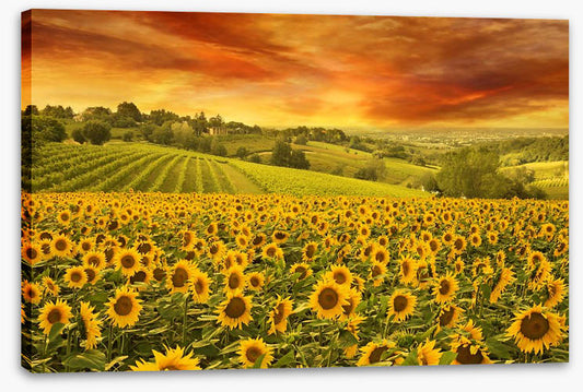 Sunflower meadow sunset