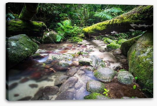 Flowing through the ferns
