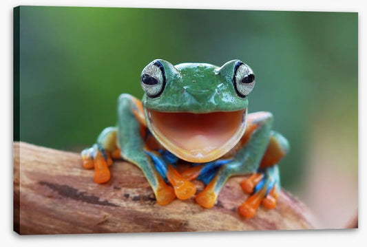 Laughing frog