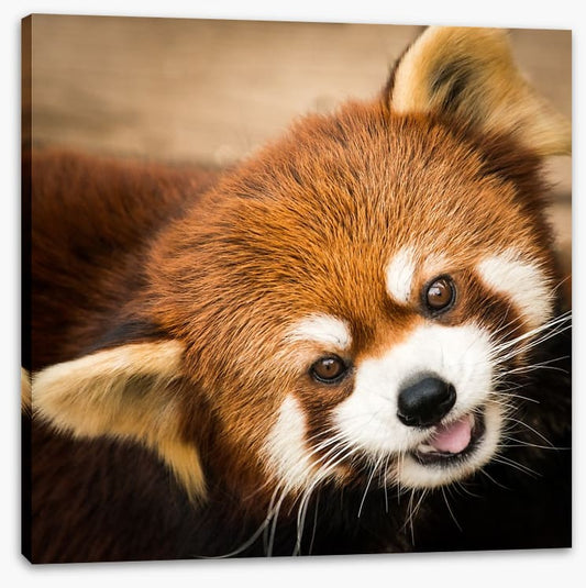 Playful red panda