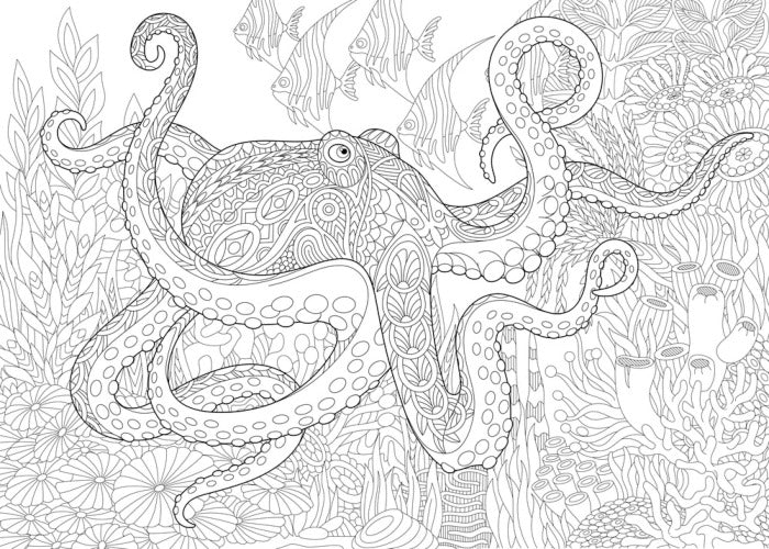 Colour me octopus