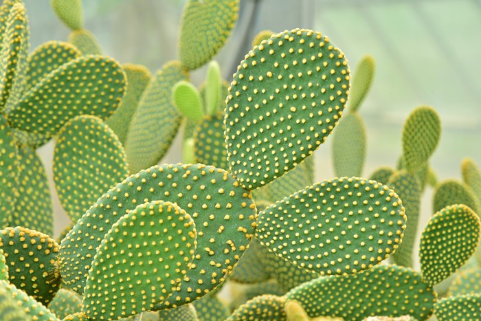 Cactus curves