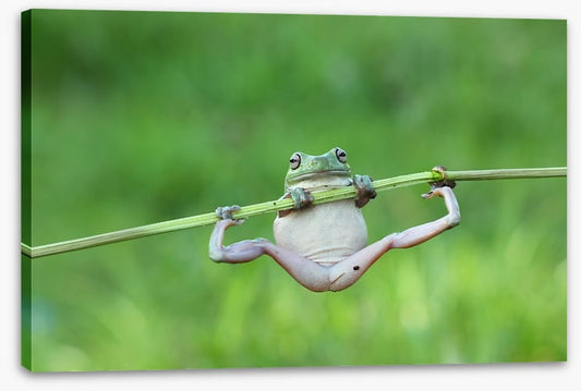 Amphibian acrobat
