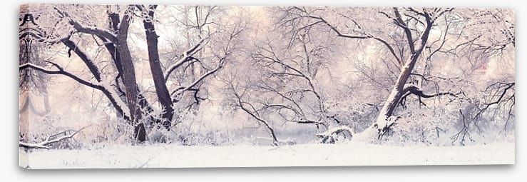 Soft snow branches