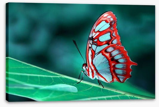 Malachite butterfly, Brazil