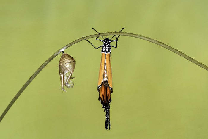 Insects