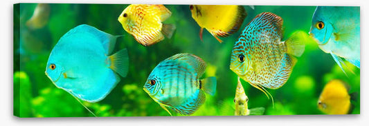 Discus fish panorama
