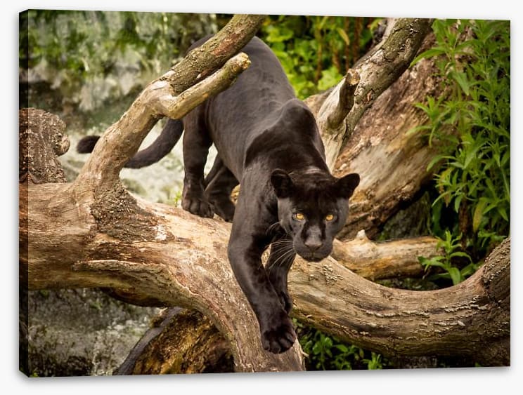 Stealth mode