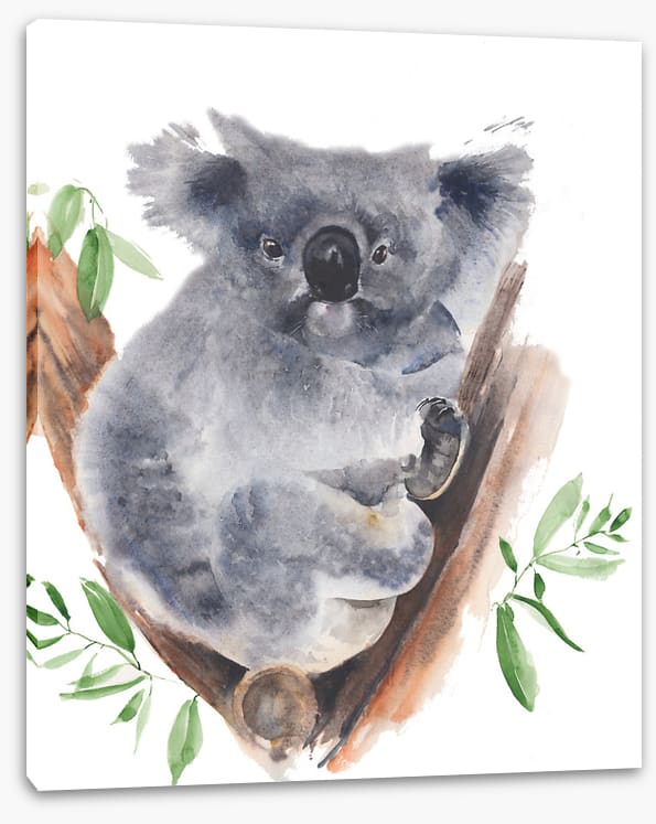 Gum tree koala