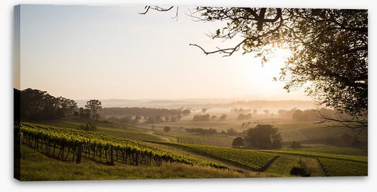 Hunter Valley dawn