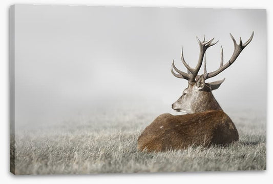 Stag in the fog