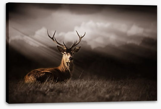 Stag in the sunlight