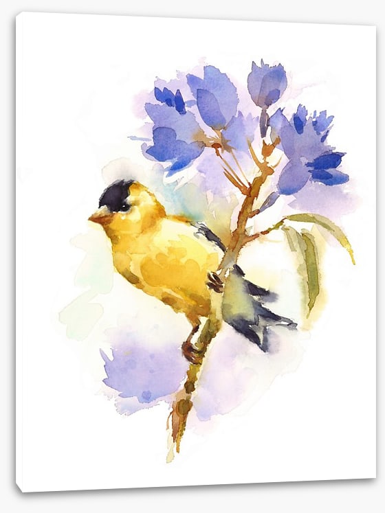 Little goldfinch