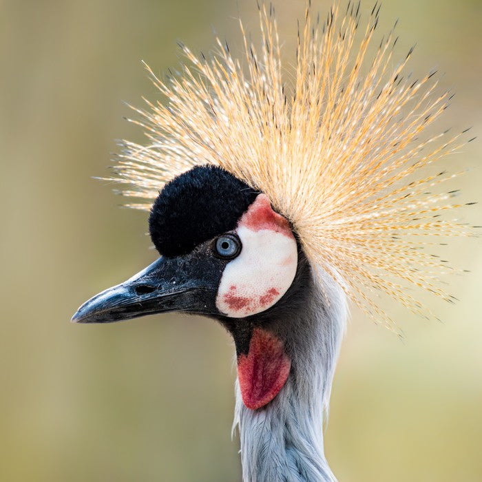 Crown of the crane