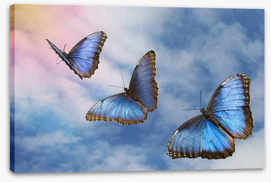 Blue butterfly sky