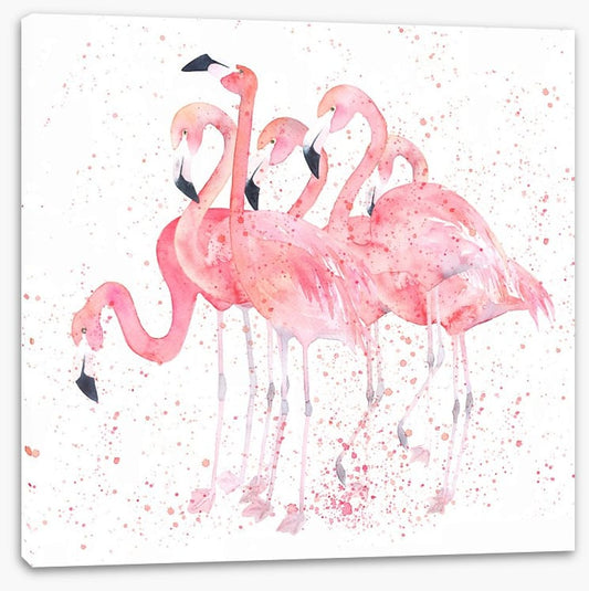Flamingo flock