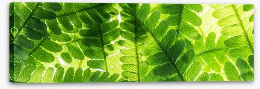 Light through the leaves