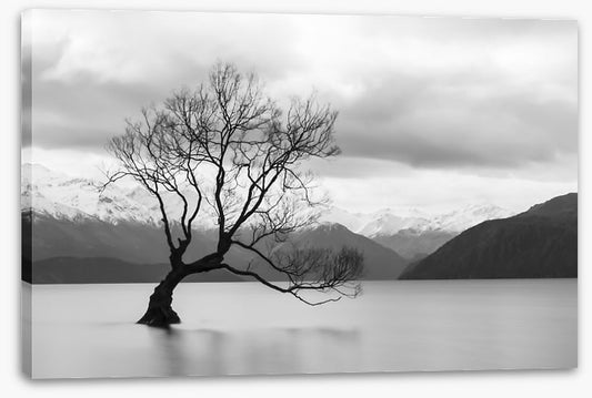 That Wanaka tree