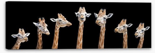 Seven giraffes