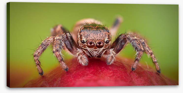 Insects