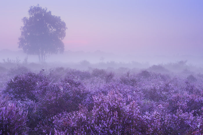 Purple dawn