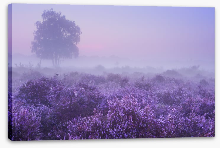 Purple dawn
