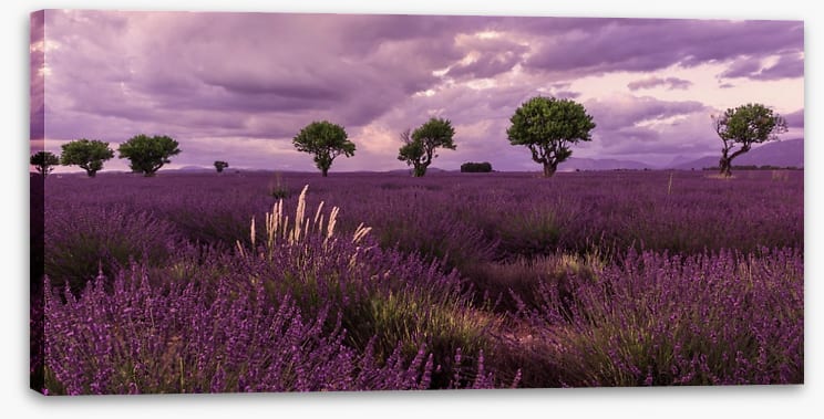Meadows