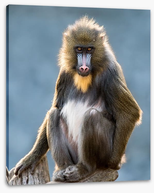 Mandrill moment