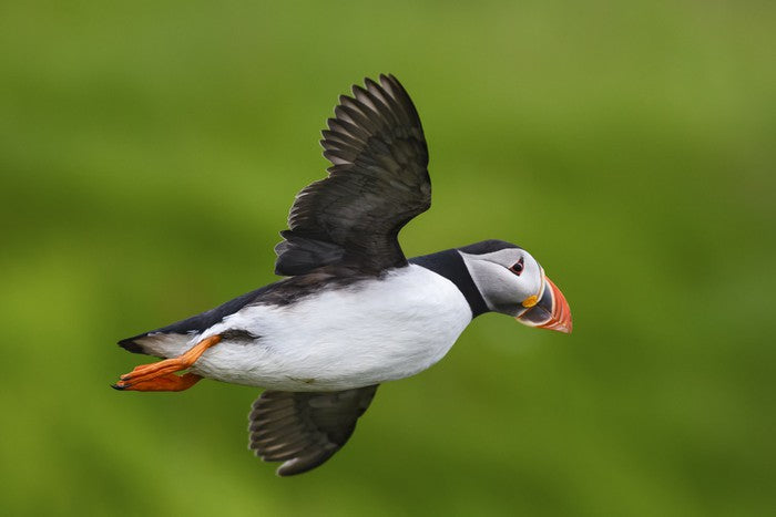 Puffin flight