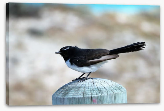 Little willie wagtail