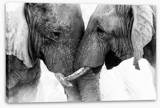 Elephants entwine