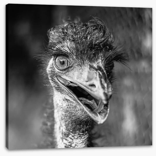 Happy emu