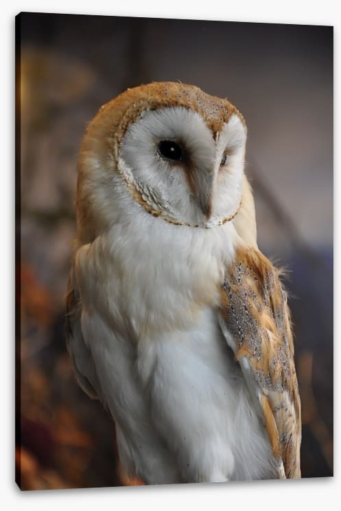 Owl eyes on you