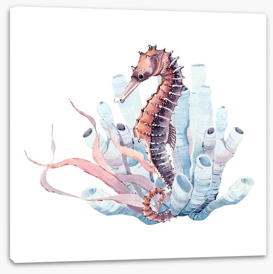 Seahorse in the kelp