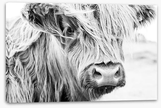 Highland cow monochrome