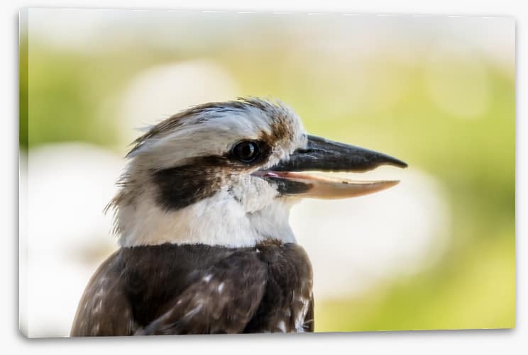 Laughing kooka