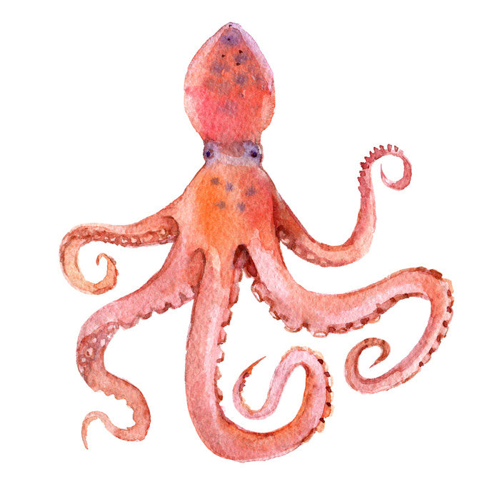 Calamari coming