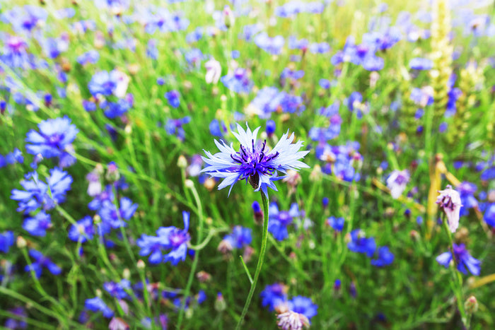 Meadows
