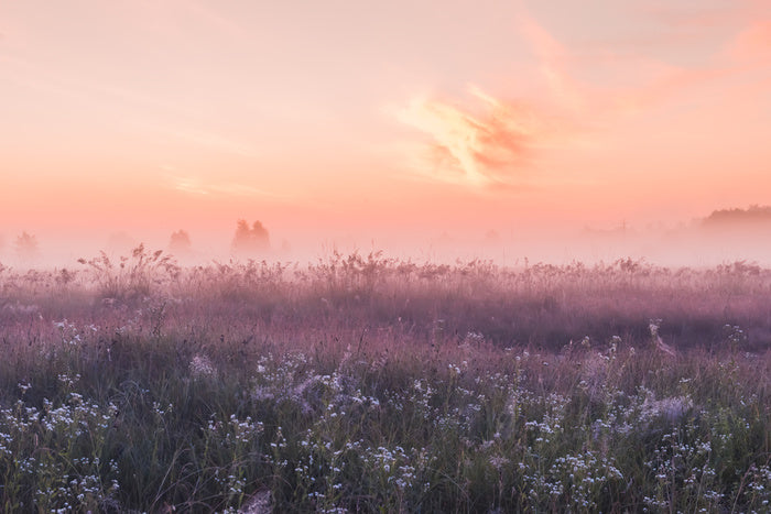 Good morning meadow