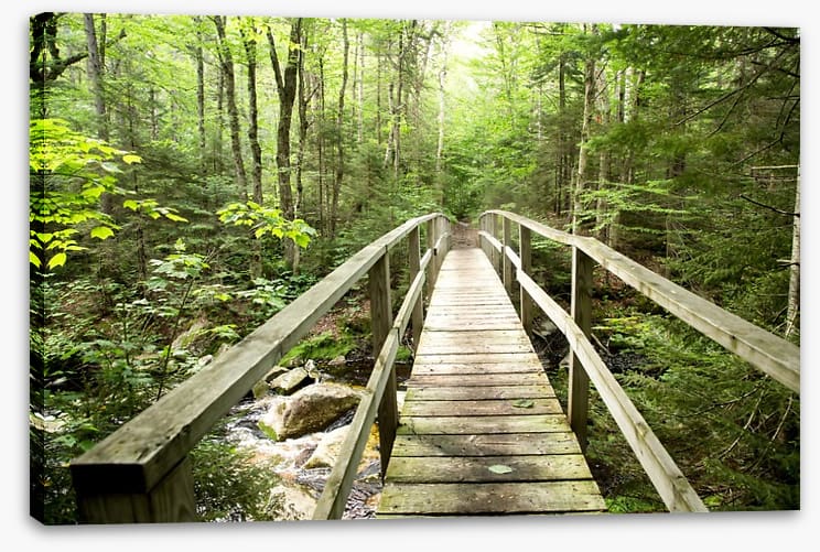 Footbridge to the forest